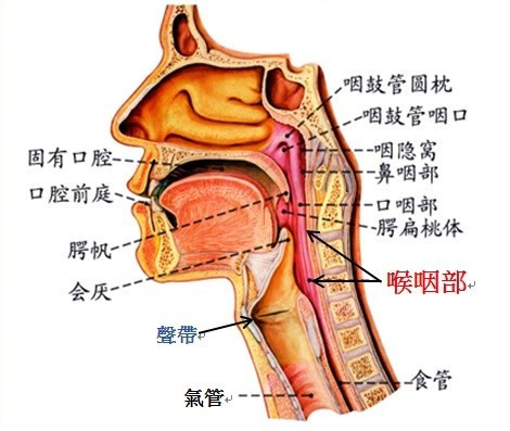 解剖圖